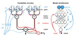 Dendritic gated networks: A rapid and efficient learning rule for biological neural circuits
