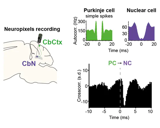 Transformation of Purkinje cell population codes in the cerebellar nuclei
