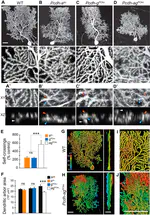 Combinatorial effects of alpha-and gamma-protocadherins on neuronal survival and dendritic self-avoidance