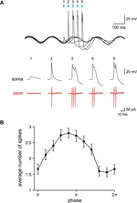 Dynamics of the Inferior Olive Oscillator and Cerebellar Function